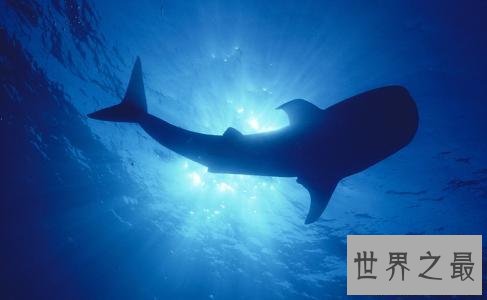 【图】你听过52赫兹鲸的故事么 世界上最孤单的鲸鱼