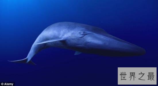 【图】你听过52赫兹鲸的故事么 世界上最孤单的鲸鱼