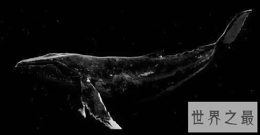 【图】你听过52赫兹鲸的故事么 世界上最孤单的鲸鱼