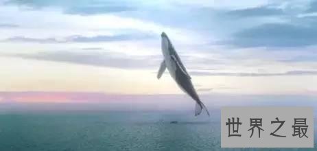 【图】你听过52赫兹鲸的故事么 世界上最孤单的鲸鱼