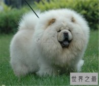 【图】十大最贵的狗排行榜，看完之后只能说人不如狗