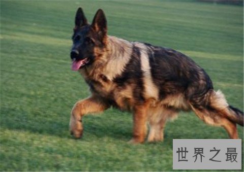 【图】十大最贵的狗排行榜,看完之后只能说人不如狗