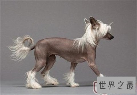 【图】十大最贵的狗排行榜,看完之后只能说人不如狗