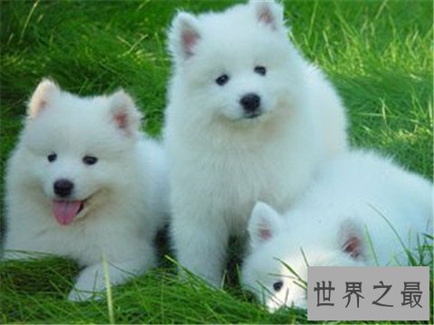 【图】十大最贵的狗排行榜,看完之后只能说人不如狗