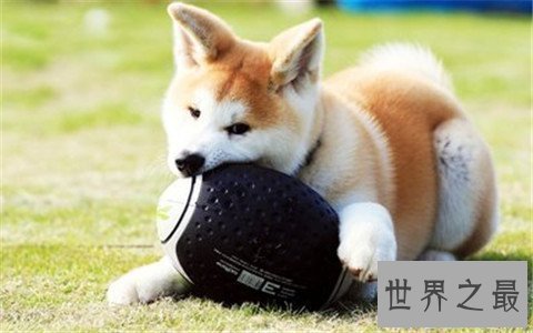 【图】十大最贵的狗排行榜,看完之后只能说人不如狗