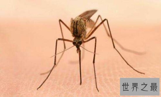 【图】每年因花蚊子而丧命的人高达72万人 你还敢小看
