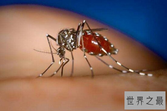 【图】每年因花蚊子而丧命的人高达72万人 你还敢小看