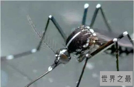 【图】每年因花蚊子而丧命的人高达72万人 你还敢小看