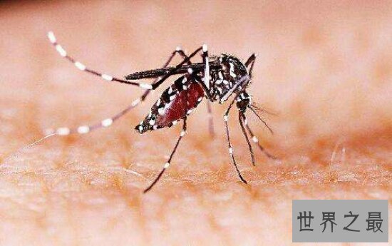 【图】每年因花蚊子而丧命的人高达72万人 你还敢小看