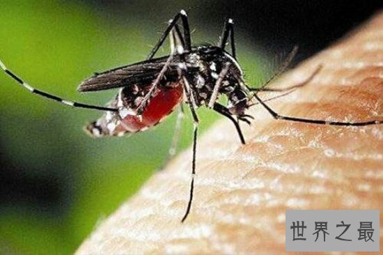 【图】每年因花蚊子而丧命的人高达72万人 你还敢小看