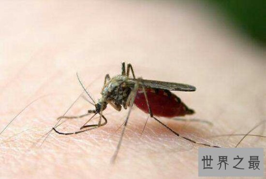 【图】每年因花蚊子而丧命的人高达72万人 你还敢小看