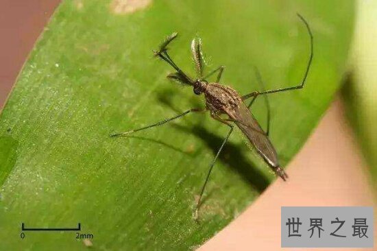 【图】每年因花蚊子而丧命的人高达72万人 你还敢小看