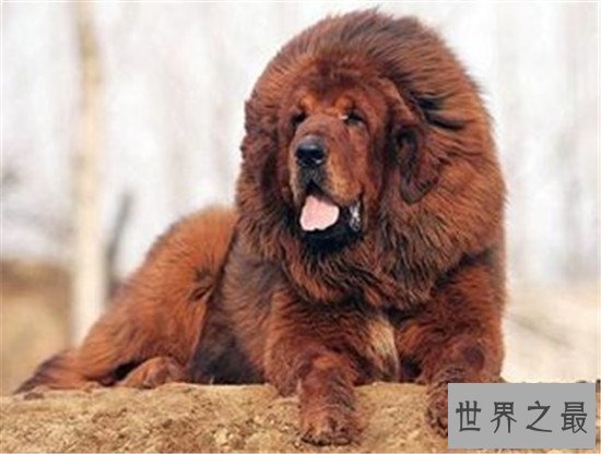 【图】纯红藏獒身家千万 不光吃鸡肉牛肉还吃海参鲍鱼