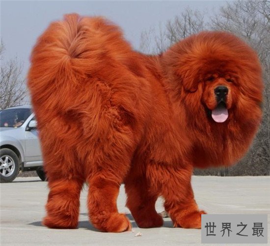 【图】纯红藏獒身家千万 不光吃鸡肉牛肉还吃海参鲍鱼