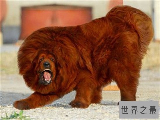 【图】纯红藏獒身家千万 不光吃鸡肉牛肉还吃海参鲍鱼