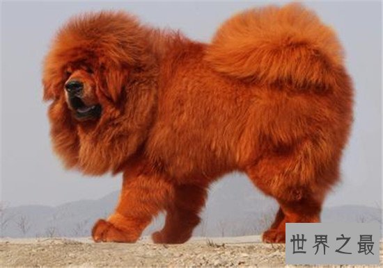 【图】纯红藏獒身家千万 不光吃鸡肉牛肉还吃海参鲍鱼