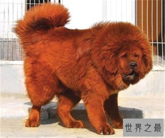 【图】纯红藏獒身家千万 不光吃鸡肉牛肉还吃海参鲍鱼