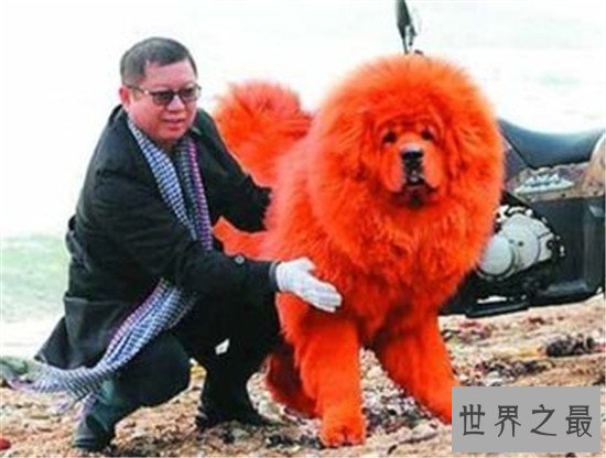 【图】纯红藏獒身家千万 不光吃鸡肉牛肉还吃海参鲍鱼