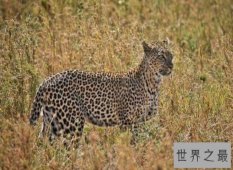 【图】桑给巴尔豹濒临灭绝，曾被人们传说为妖怪！