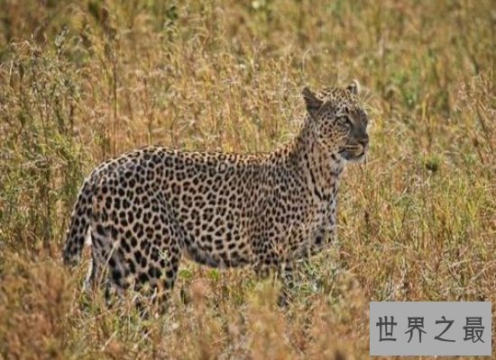 【图】桑给巴尔豹濒临灭绝，曾被人们传说为妖怪！