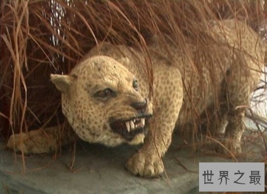【图】桑给巴尔豹濒临灭绝，曾被人们传说为妖怪！