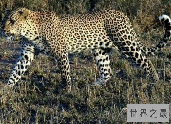 【图】桑给巴尔豹濒临灭绝，曾被人们传说为妖怪！