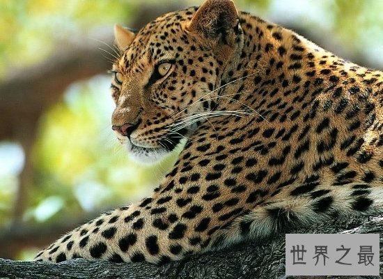 【图】桑给巴尔豹濒临灭绝，曾被人们传说为妖怪！