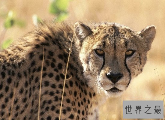 【图】桑给巴尔豹濒临灭绝，曾被人们传说为妖怪！