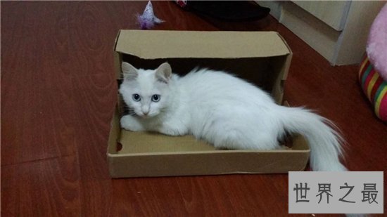 【图】土耳其安哥拉猫性格独立爱洁净 能在小溪或浴池