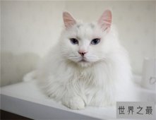 【图】土耳其安哥拉猫性格独立爱干净 能在小溪或浴池