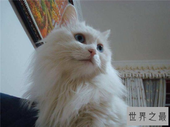 【图】土耳其安哥拉猫性格独立爱洁净 能在小溪或浴池