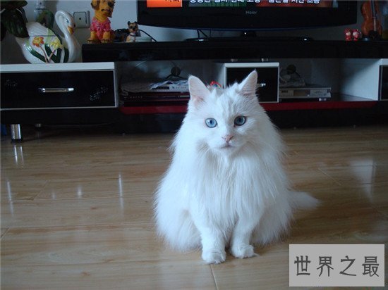 【图】土耳其安哥拉猫性格独立爱洁净 能在小溪或浴池