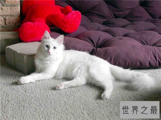 【图】土耳其安哥拉猫性格独立爱洁净 能在小溪或浴池