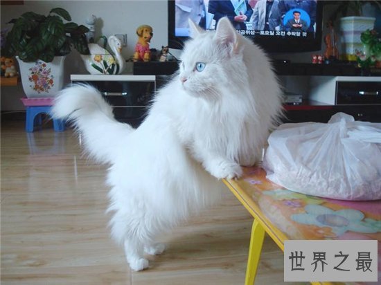 【图】土耳其安哥拉猫性格独立爱洁净 能在小溪或浴池