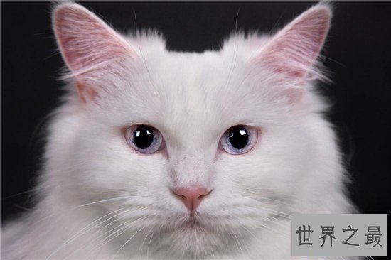 【图】土耳其安哥拉猫性格独立爱洁净 能在小溪或浴池
