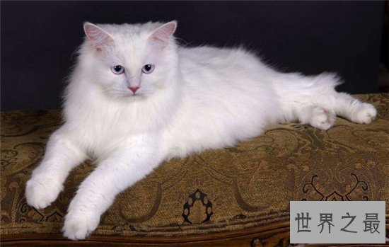 【图】土耳其安哥拉猫性格独立爱洁净 能在小溪或浴池