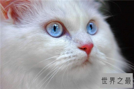 【图】土耳其安哥拉猫性格独立爱洁净 能在小溪或浴池