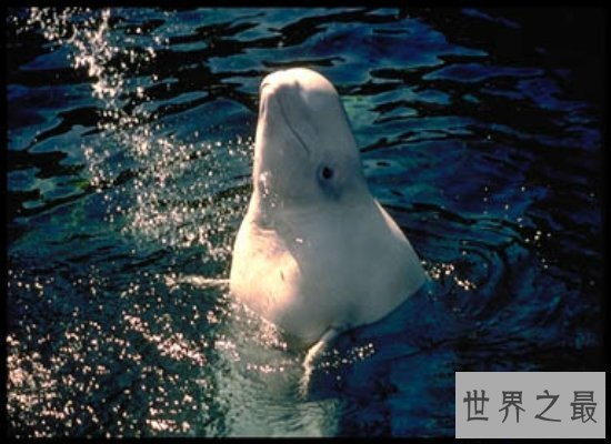 【图】鲸的种类有很多，简直就是陆地里的“大哥大”