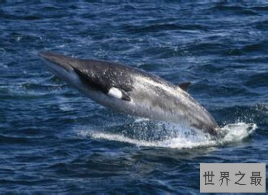 【图】鲸的种类有很多，简直就是陆地里的“大哥大”