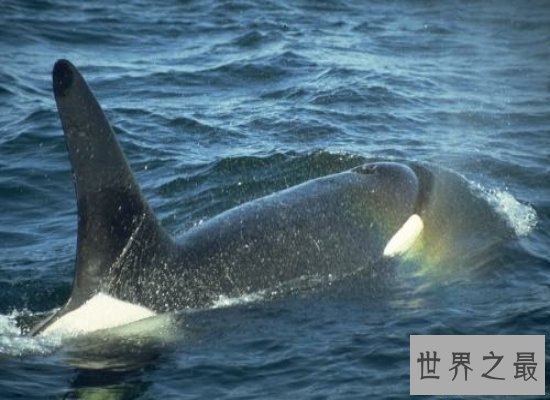 【图】鲸的种类有很多，简直就是陆地里的“大哥大”