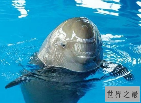 【图】鲸的种类有很多，简直就是陆地里的“大哥大”