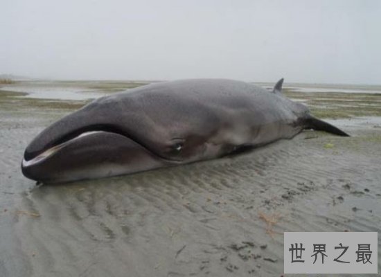 【图】鲸的种类有很多，简直就是陆地里的“大哥大”