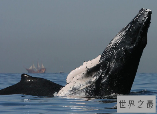 【图】鲸的种类有很多，简直就是陆地里的“大哥大”