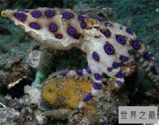 【图】十大世界上最毒的动物 第一竟然长得这么萌