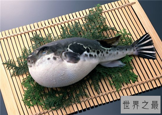 【图】十大世界上最毒的动物 第一竟然长得这么萌