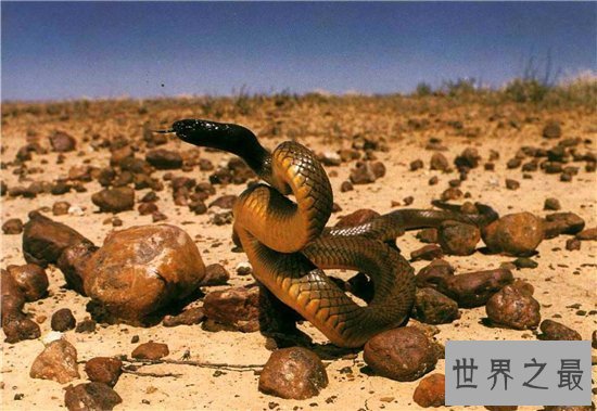 【图】十大世界上最毒的动物 第一竟然长得这么萌