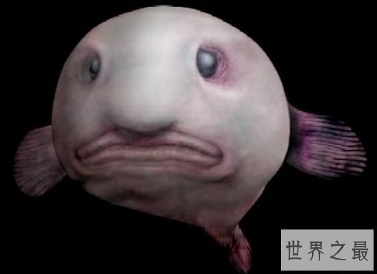 【图】最丑动物水滴鱼濒临灭绝，肉肉的一坨（被本人