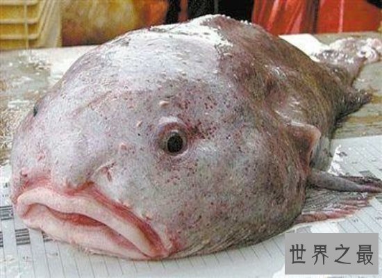 【图】最丑动物水滴鱼濒临灭绝，肉肉的一坨（被本人