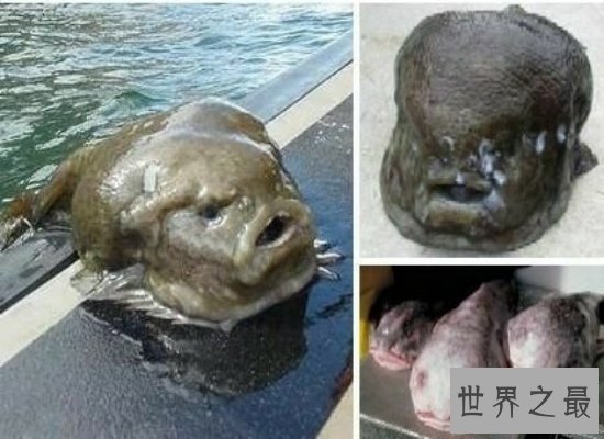 【图】最丑动物水滴鱼濒临灭绝，肉肉的一坨（被本人