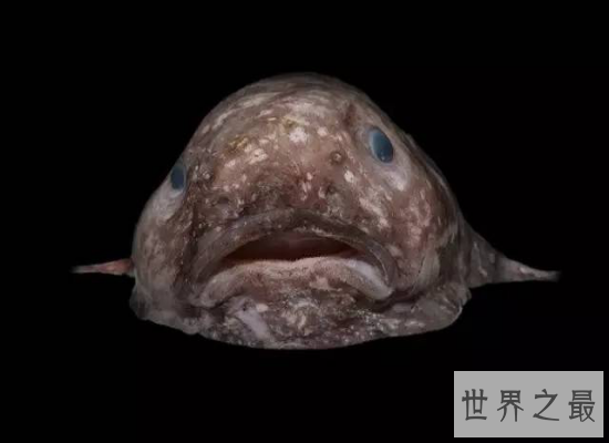 【图】最丑动物水滴鱼濒临灭绝，肉肉的一坨（被本人